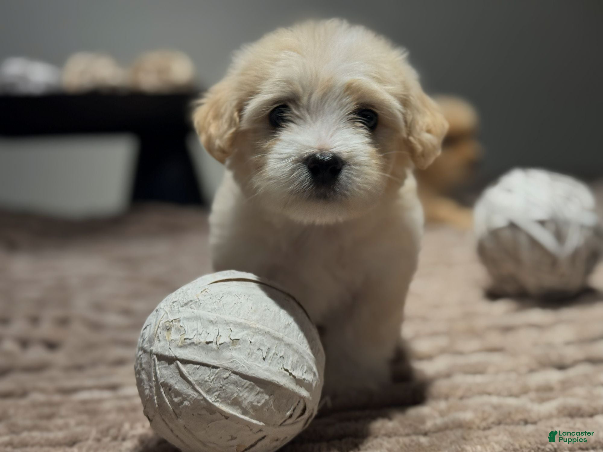 Maltipoo dogs Faith - Ad 38