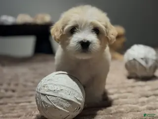 Maltipoo dogs Faith - Ad 38