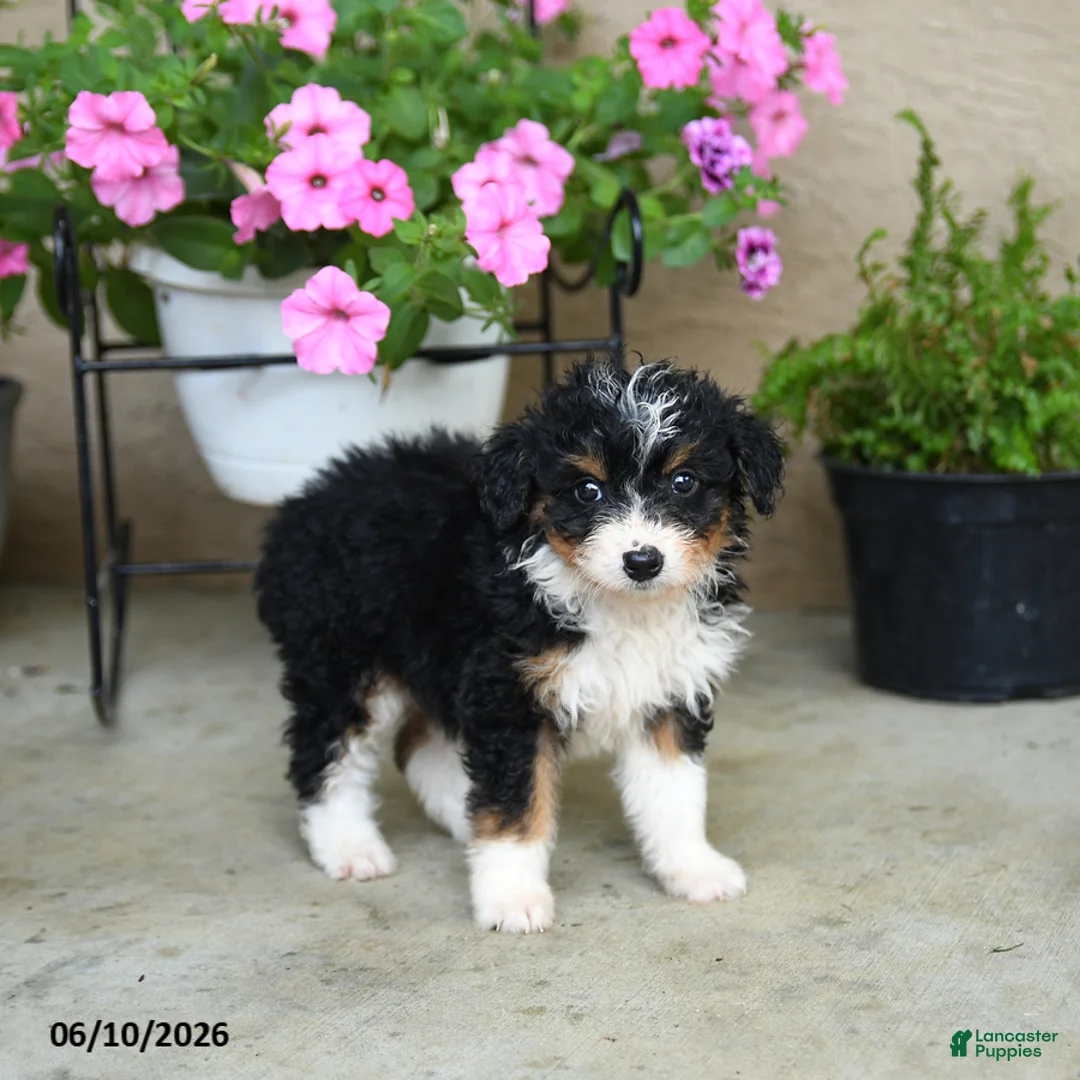 Mini Aussiedoodle dogs for sale: Patches - Ad 2