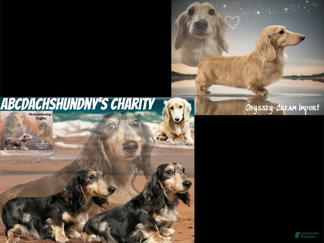 Miniature Dachshund dogs for sale: Black and cream dapple - South african - Ad 14