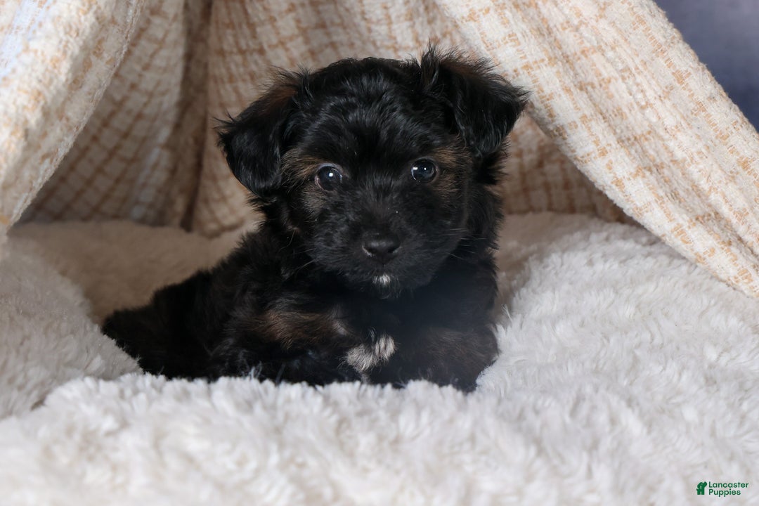 Mini Aussiedoodle dogs for sale: Snickers - Ad 21