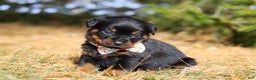Rottweiler dogs for sale: Roxie - Ad 5