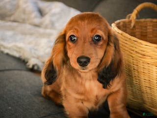 Miniature Dachshund dogs Tinsel - Ad 40
