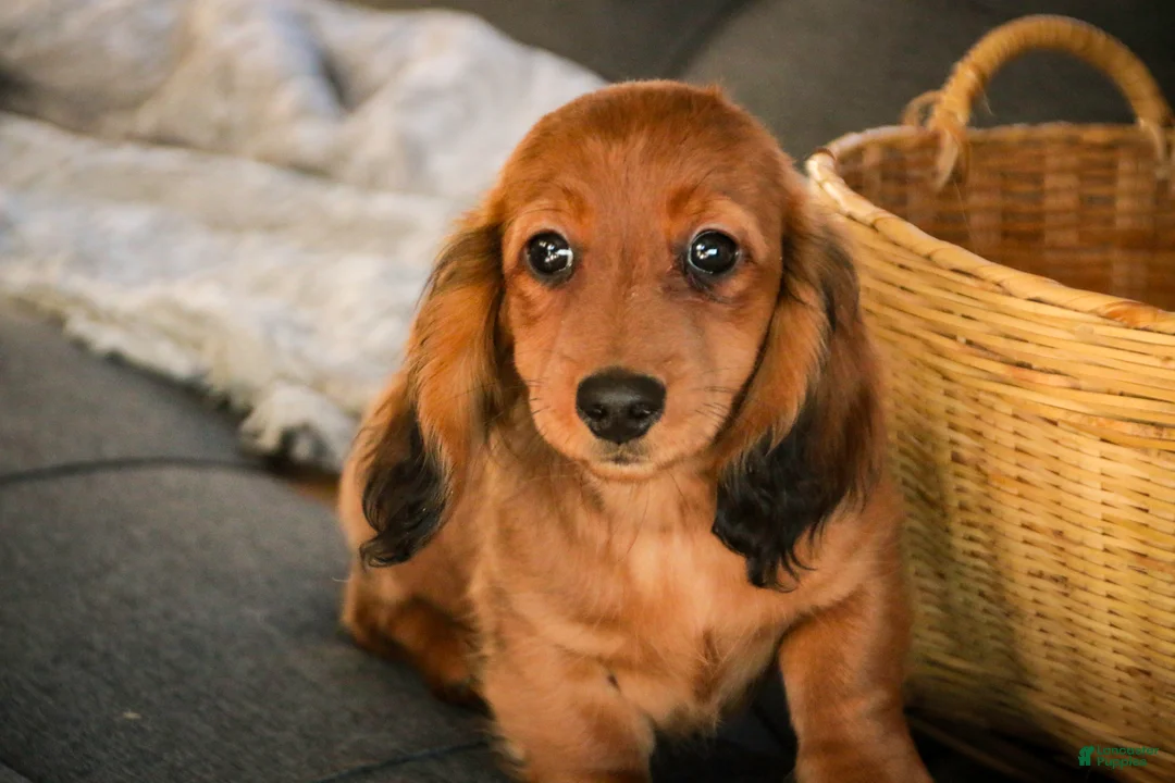 Miniature Dachshund dogs for sale: Tinsel - Ad 1