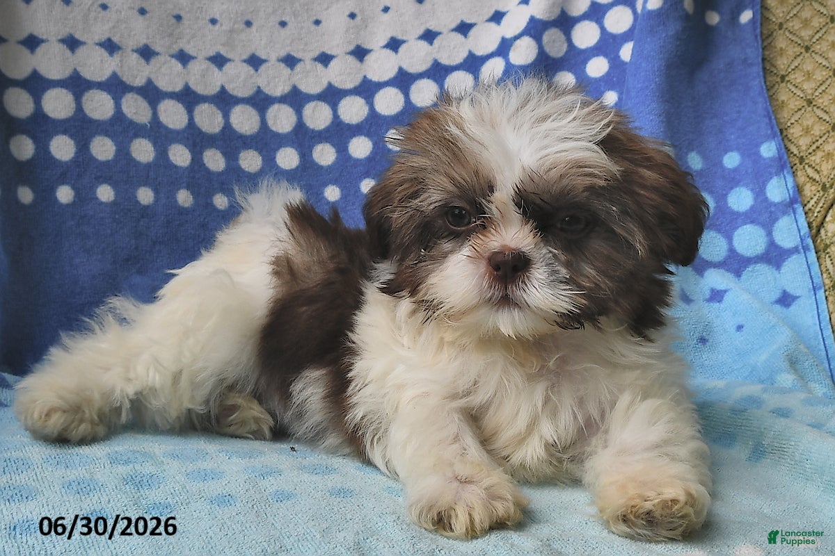 Shih Tzu dogs Mary Beth - Ad 2