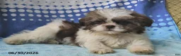 Shih Tzu dogs for sale: Mary Beth - Ad 8