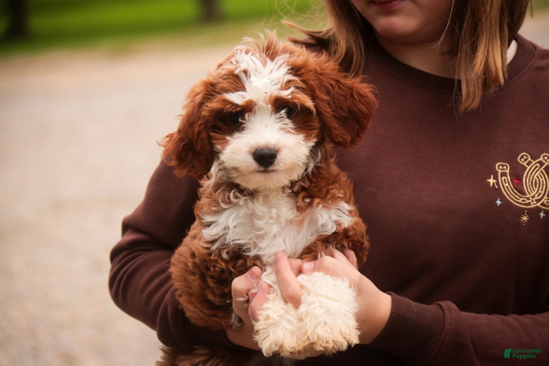 Cavapoo