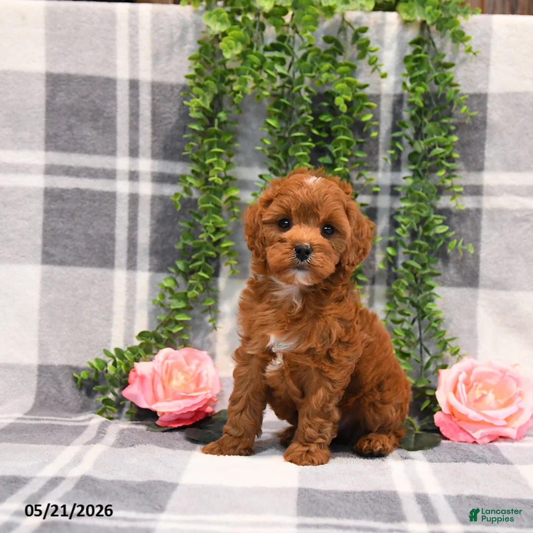 Cockapoo dogs for sale: Ervin - Ad 1