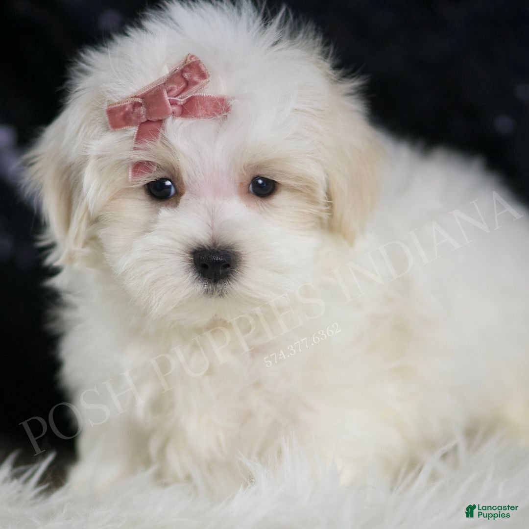Pet Mini Maltese Terrier Mini Maltese Rescue Teacup Maltese Dogs