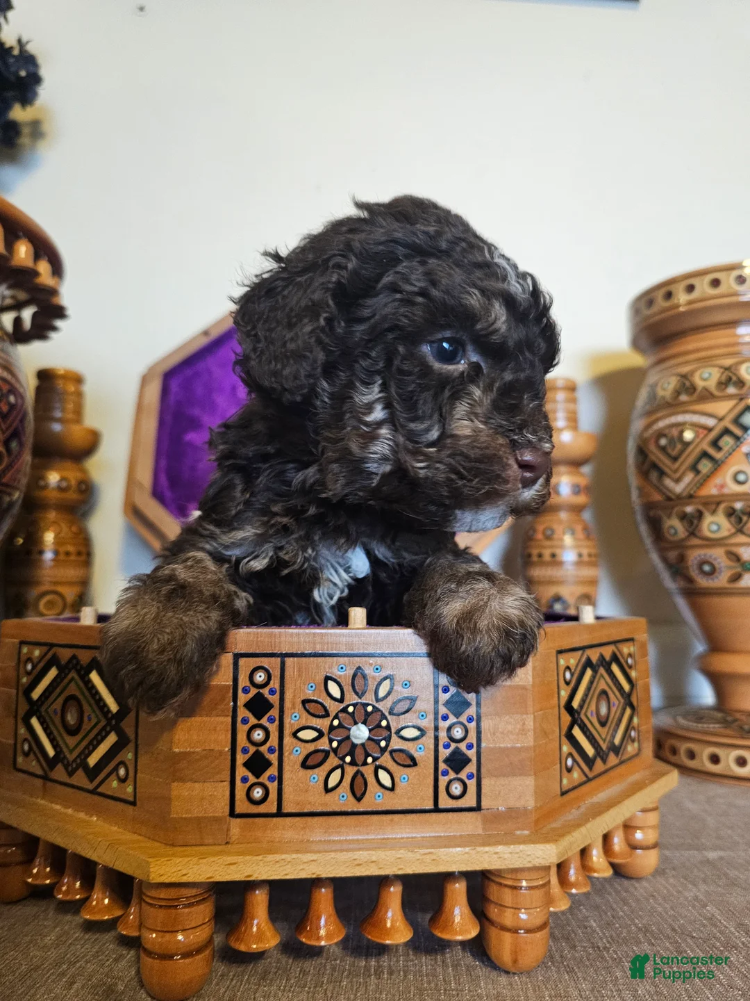 Mini Goldendoodle dogs for sale: Ash - Ad 5