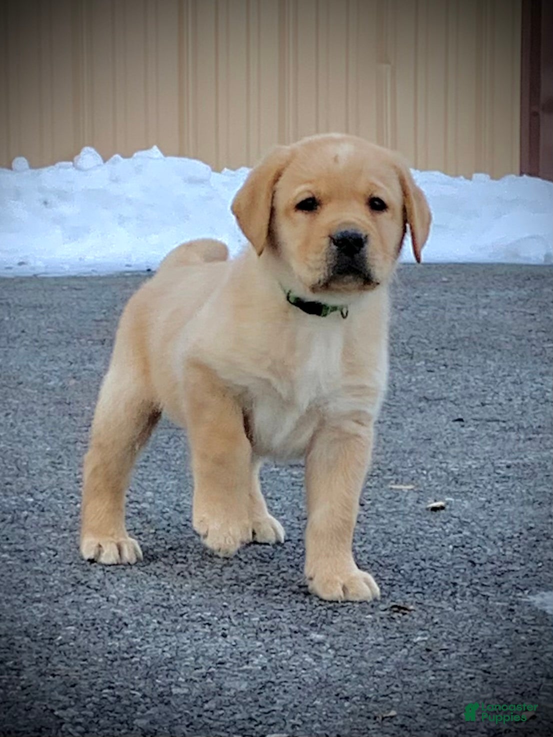 Labrador Retriever dogs Remington - Ad 13