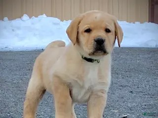 Labrador Retriever dogs Remington - Ad 13