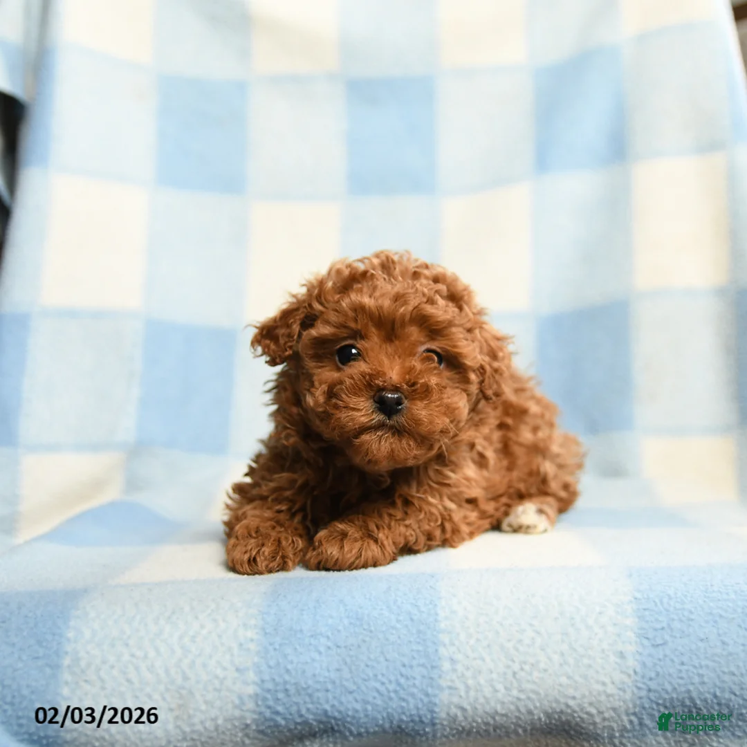 Toy Poodle dogs for sale: Annie - Ad 3