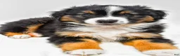 Miniature Australian Shepherd dogs for sale: Easton - Ad 3