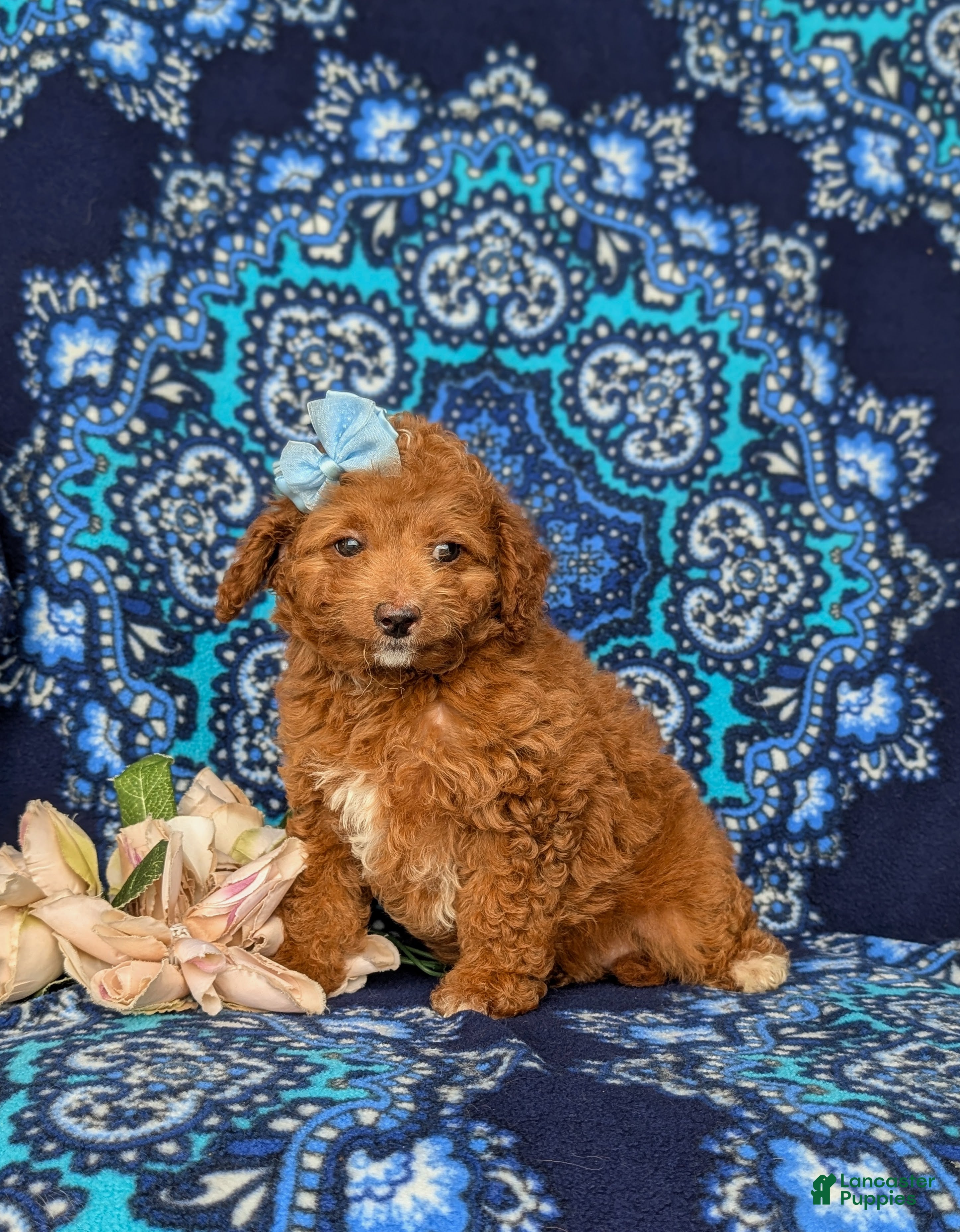 Mini Goldendoodle dogs Teva 9 lbs Full Grown - Ad 2