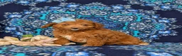 Mini Goldendoodle dogs for sale: Teva 9 lbs Full Grown - Ad 2
