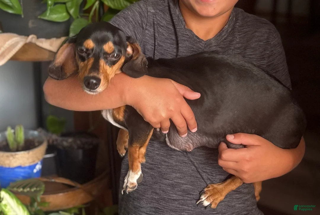 Miniature Dachshund dogs for sale: Miniature Dachshund Puppy 1 - Ad 4