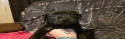 Mixed Breed dogs for sale: Hera - Ad 5