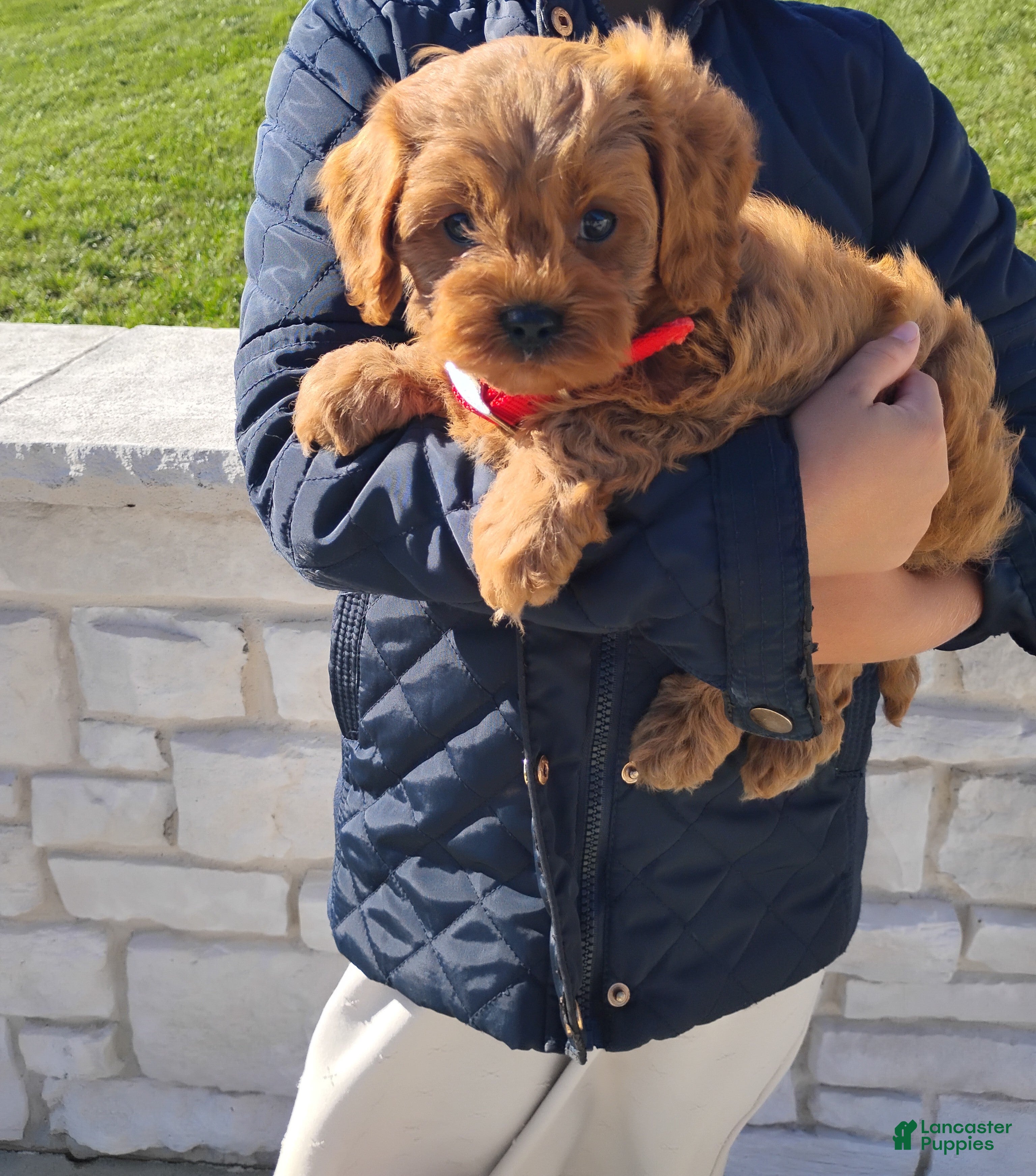 Cavapoo dogs Haley  - Ad 2