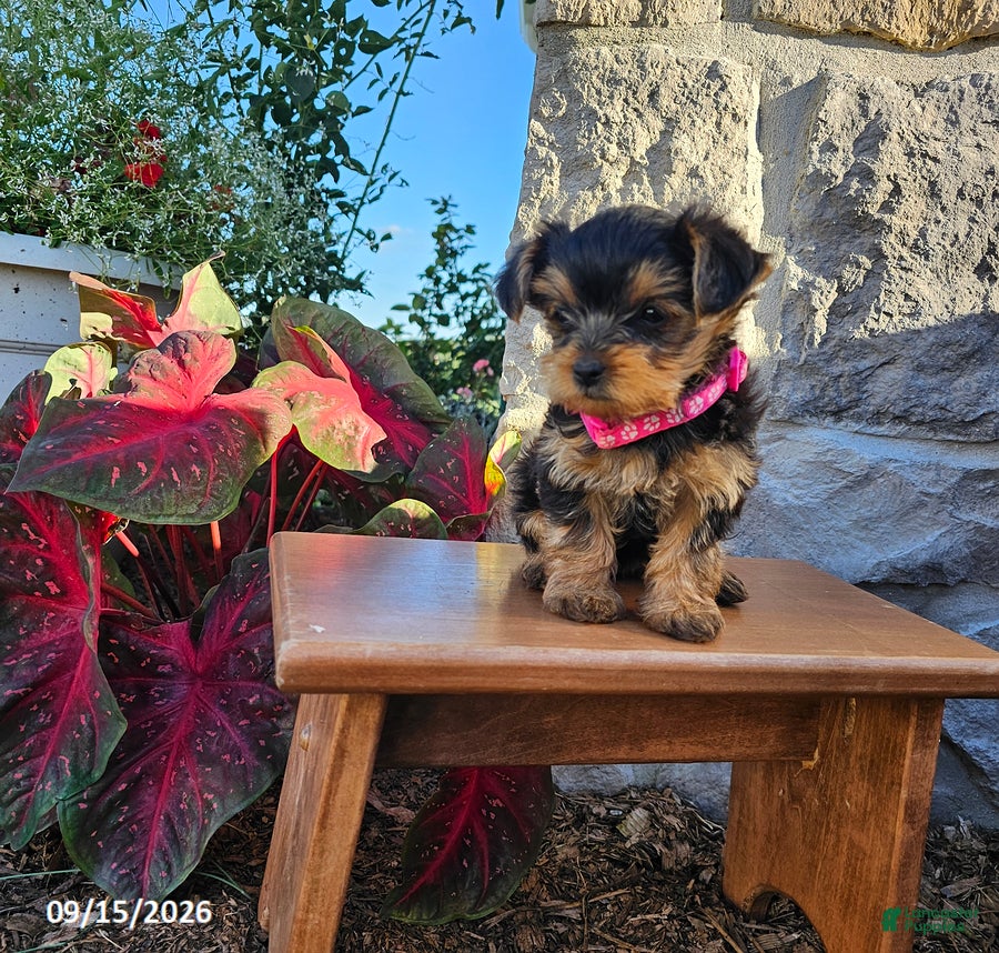 Yorkiepoo dogs M and M - Ad 1
