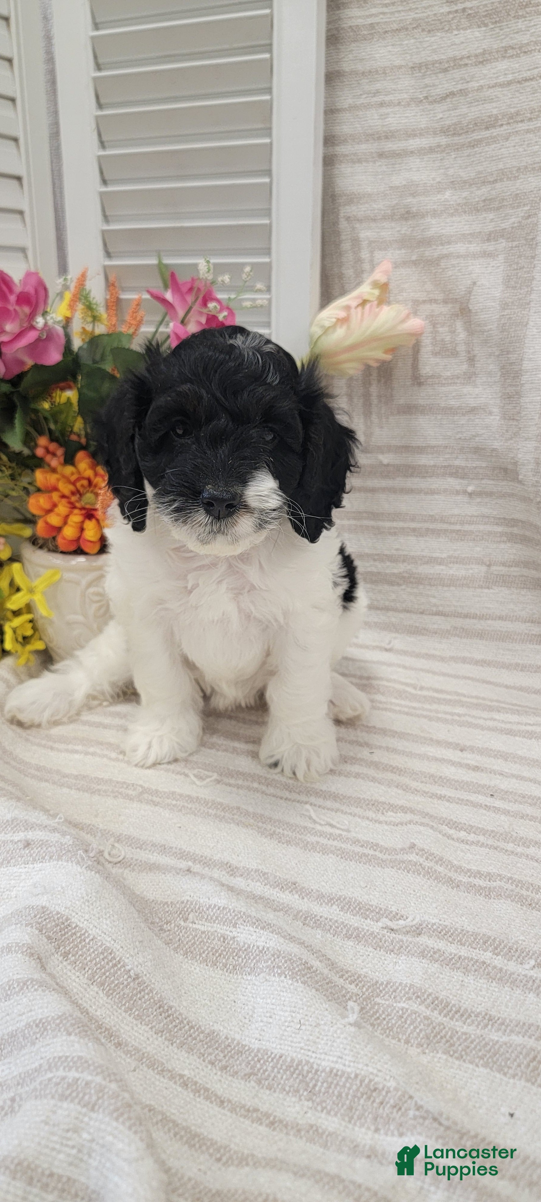 Cockapoo dogs Syria  - Ad 1