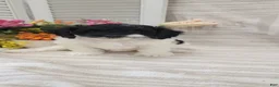 Cockapoo dogs for sale: Syria  - Ad 1