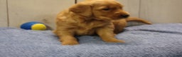 Golden Retriever dogs for sale: Otis - Ad 2