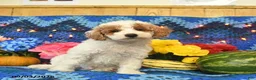 Mini Goldendoodle dogs for sale: Champ  - Ad 5