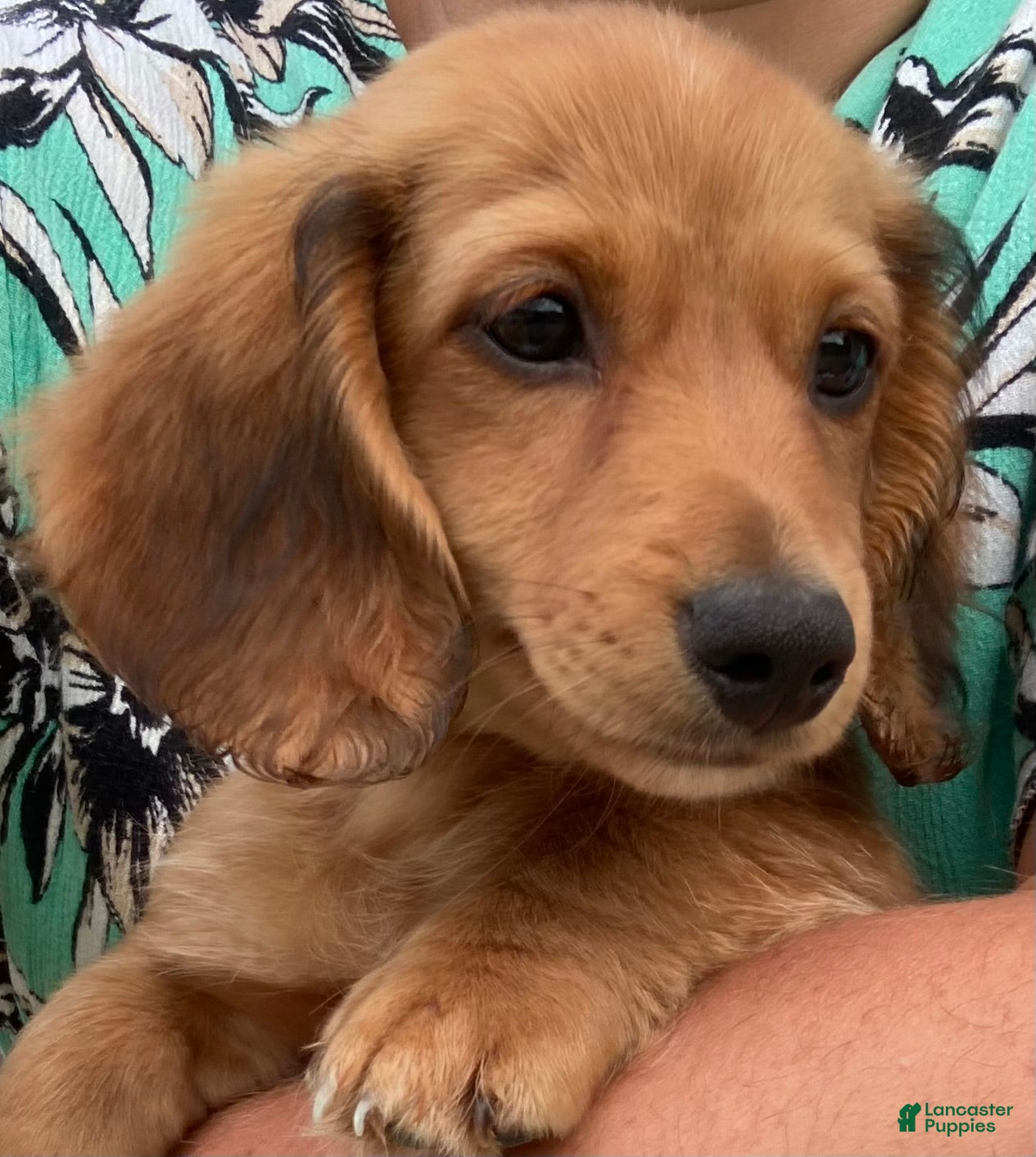 Miniature Dachshund dogs Peanut - Ad 27