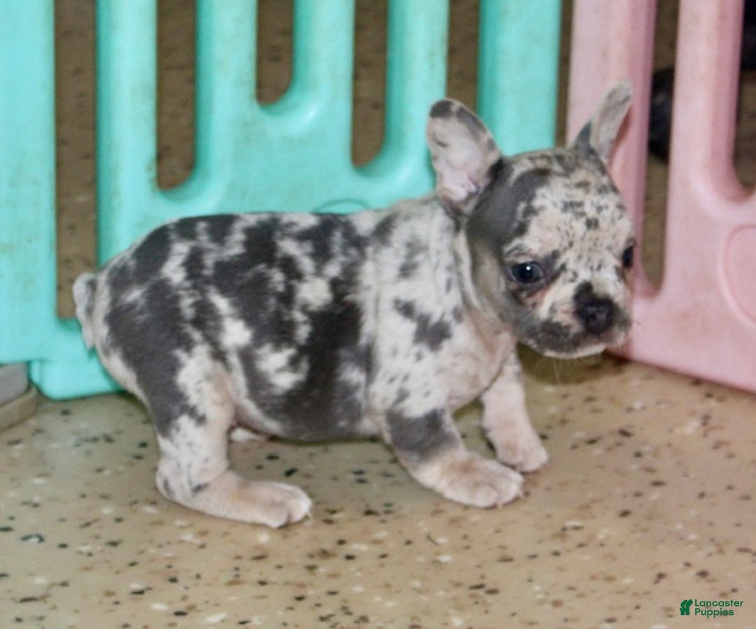 French Bulldog dogs for sale: Nola - Ad 4