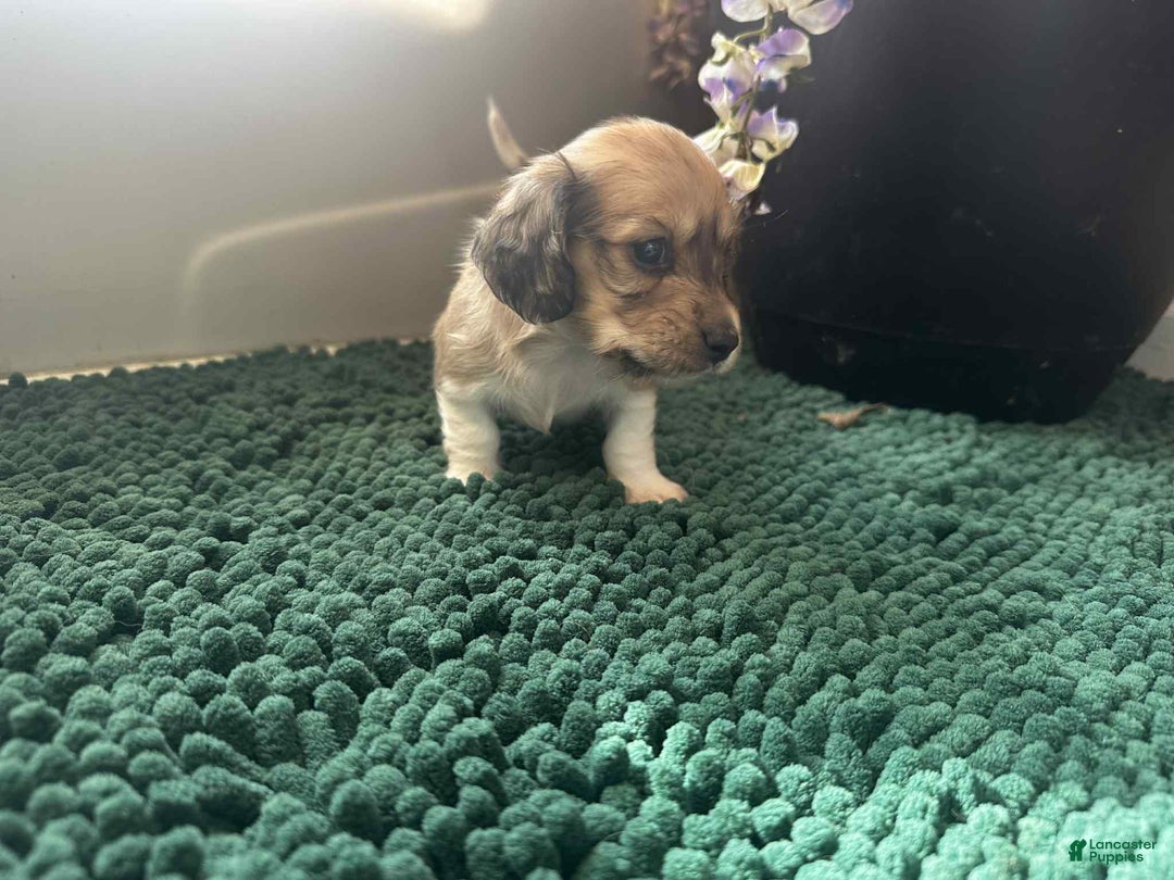 Dachshund dogs for sale: Mickey - Ad 20