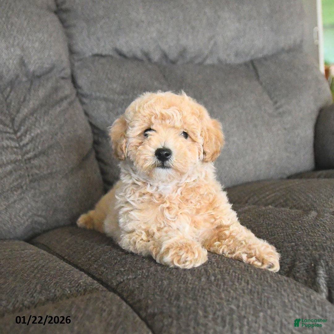 Bichpoo dogs for sale: Lester  - Ad 2