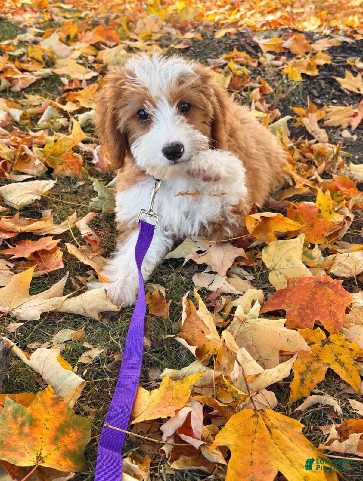 Mini Bernedoodle dogs for sale: Dolly - Ad 26