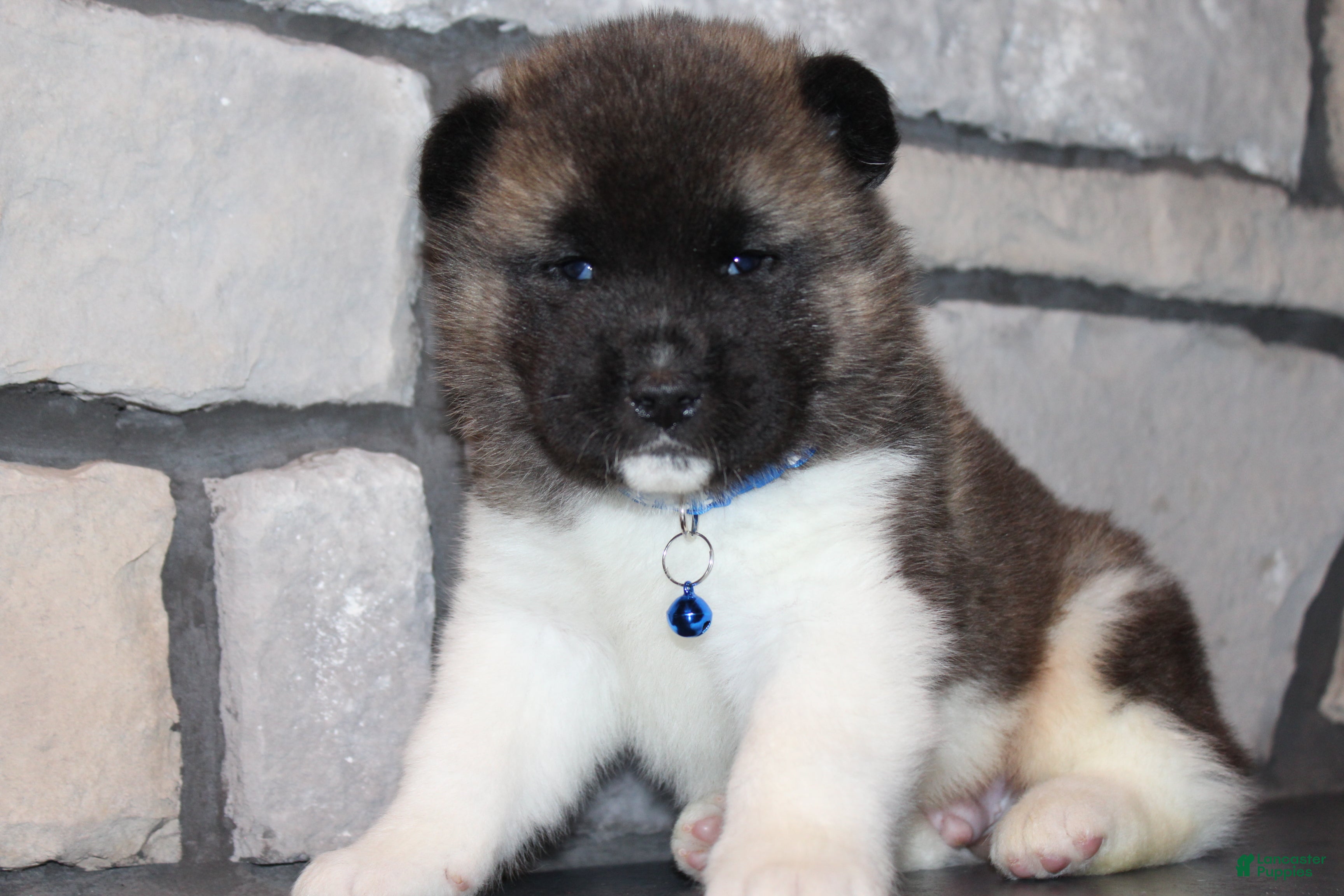 Akita dogs AKC Huey - Ad 2
