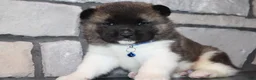 Akita dogs for sale: AKC Huey - Ad 2