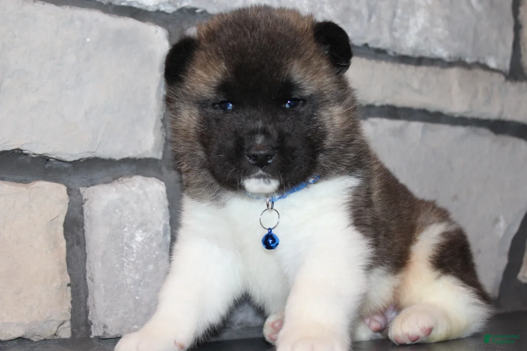 Akita dogs for sale: AKC Huey - Ad 2