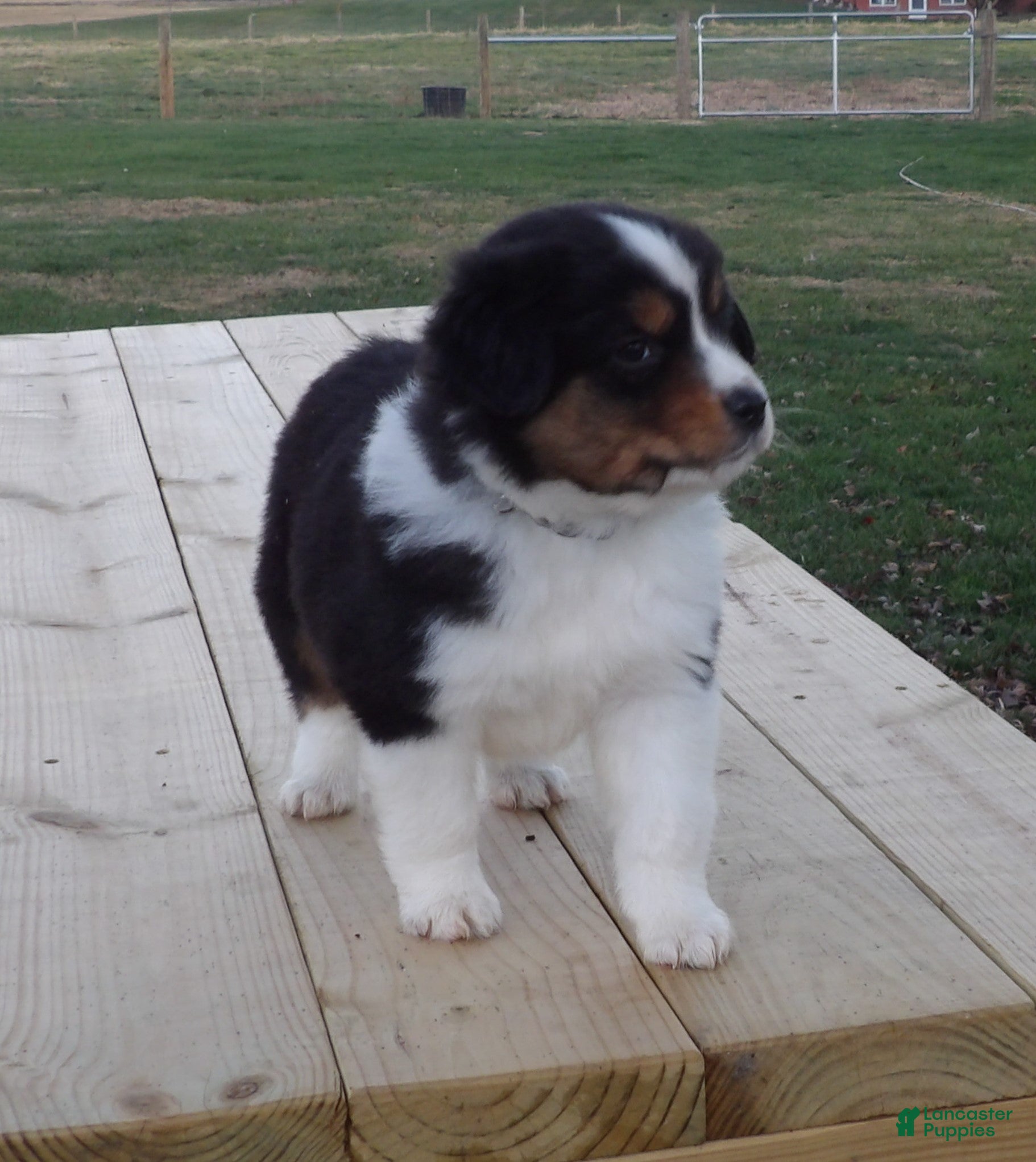 Miniature Australian Shepherd dogs Petey - Ad 26