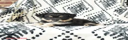 Miniature Australian Shepherd dogs for sale: Miracle - Ad 4