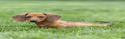 Miniature Dachshund dogs for sale: Mikey Miniature Dachshund  - Ad 4