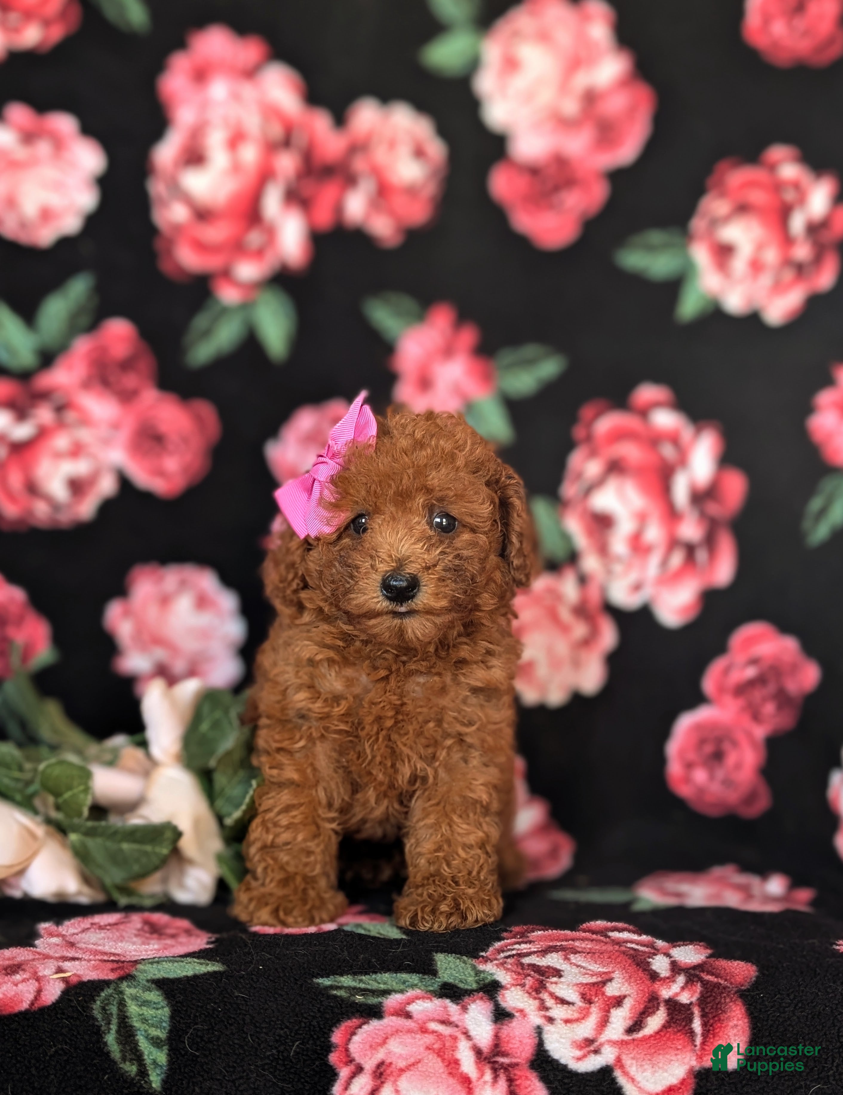 Toy Poodle dogs Cali 7 lbs Full Grown - Ad 2
