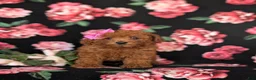 Toy Poodle dogs for sale: Cali 7 lbs Full Grown - Ad 2