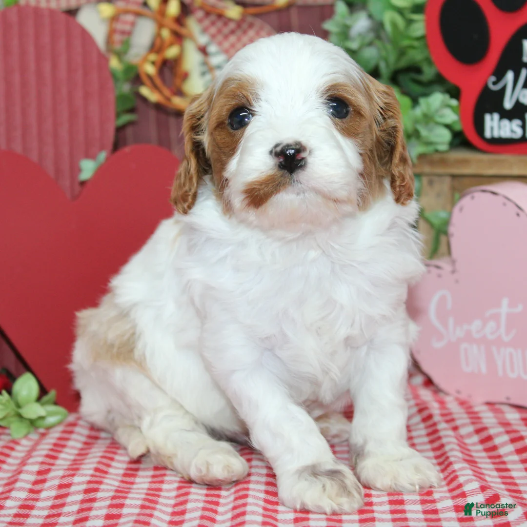 Cavapoo dogs for sale: Flint - Ad 2