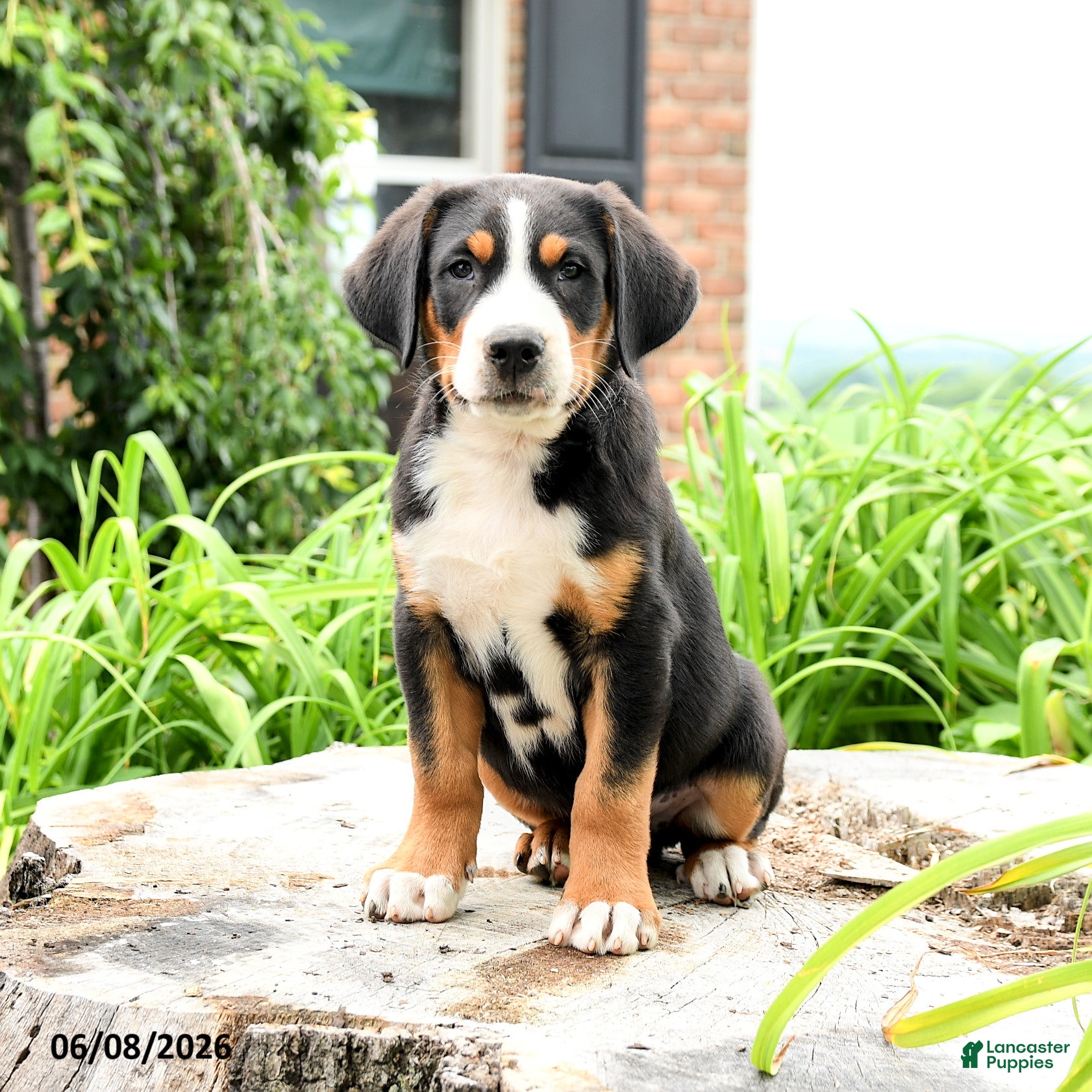 Greater Swiss Mountain Dog dogs Niklaus - Ad 2