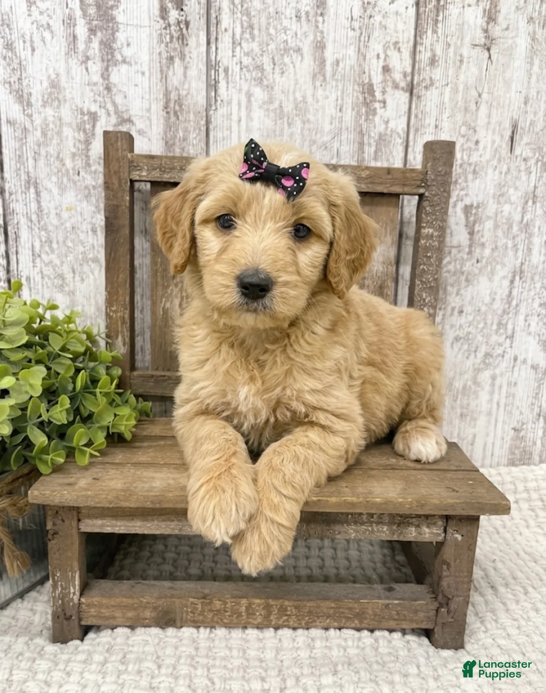 Goldendoodle dogs for sale: Goldendoodle 2 - Ad 2