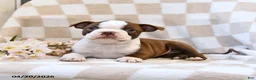 Boston Terrier dogs for sale: Jill - Ad 1