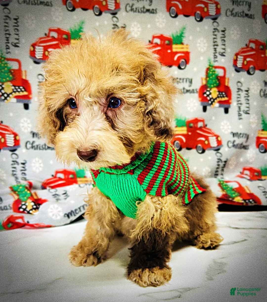 Havapoo dogs for sale: Yummy - Ad 2