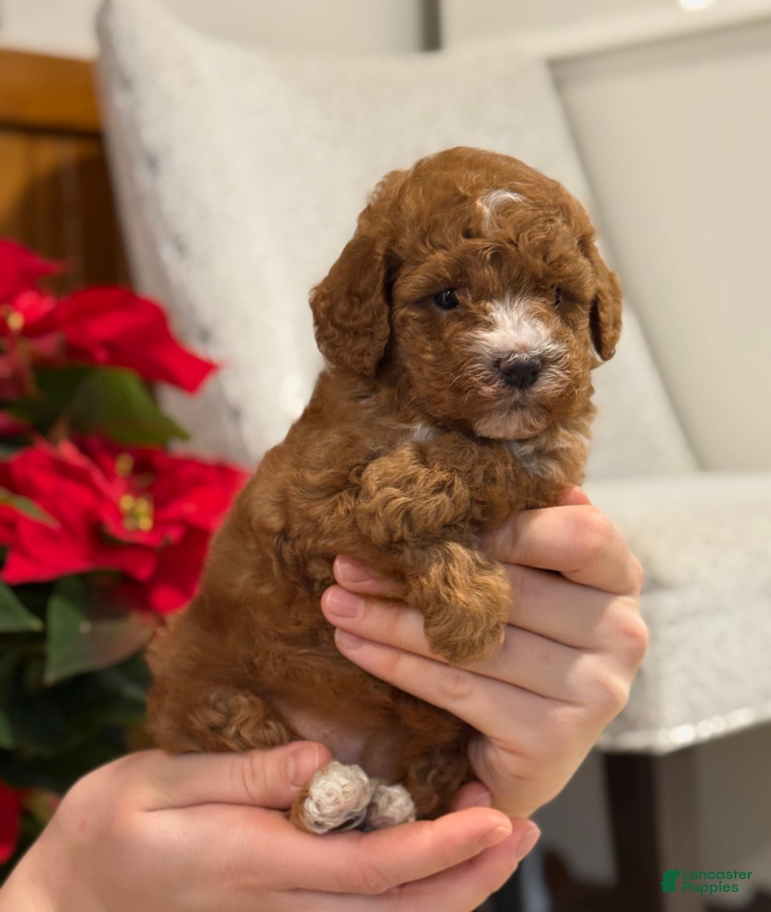 Miniature Poodle dogs for sale: Jasmine  - Ad 3
