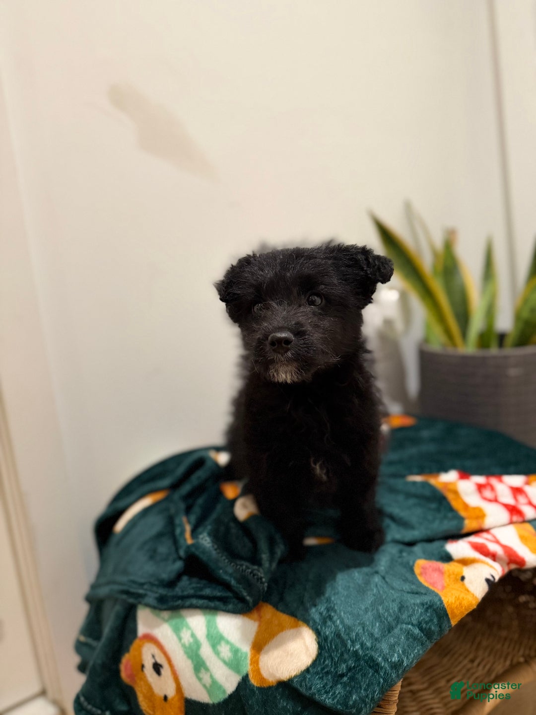 Corgipoo dogs for sale: Corgipoo Puppy 1 - Ad 3