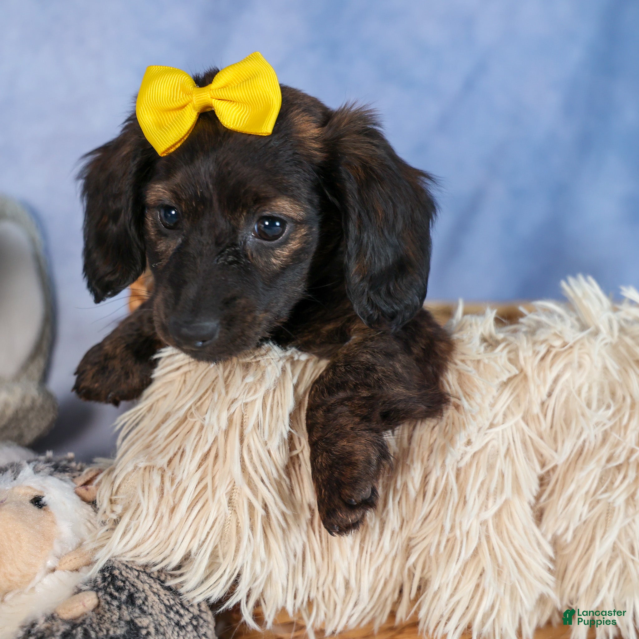 Miniature Dachshund dogs Cupcake - Ad 9