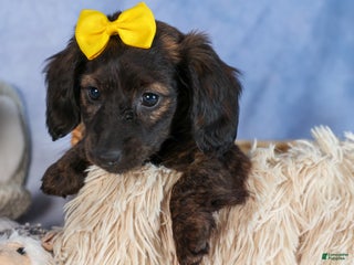 Miniature Dachshund dogs Cupcake - Ad 12